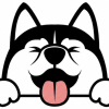shiba